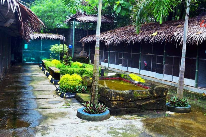 mini zoo 1 mini zoo 1